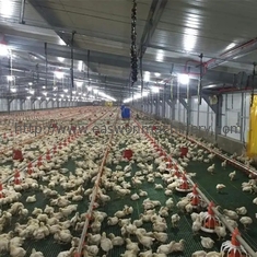Tavuk Tarımı İçin Sıcak Daldırma Galvanizli Otomatik Kanatlı Hayvancılık Ekipmanları